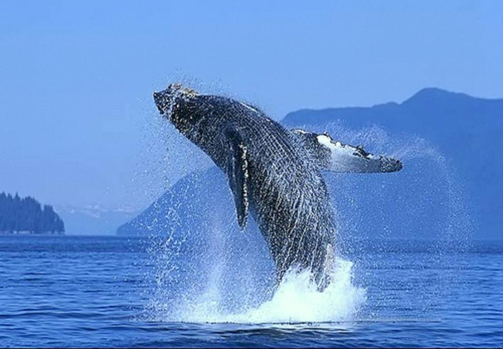 Park Royal Homestay Los Cabos San José del Cabo Kültér fotó
